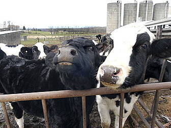BSE investigation will focus o...